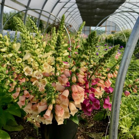 Freshly harvested stems of foxglove from the hoophouse at Common Cheer